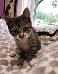 Rey * IN FOSTER * - Photo 1