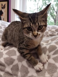Rey * IN FOSTER * - Photo 3