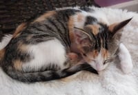 Bobbie * IN FOSTER * - Photo 2