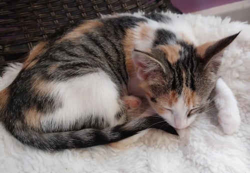 BOBBIE * IN FOSTER * - Domestic Short Hair available for adoption