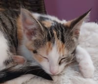 Bobbie * IN FOSTER * - Photo 3