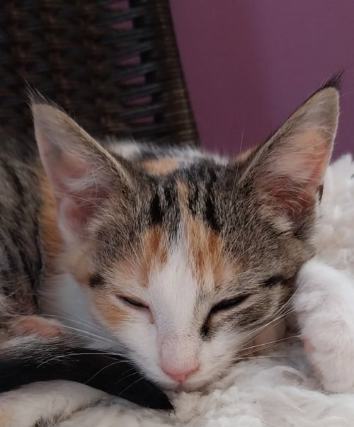BOBBIE * IN FOSTER * - Domestic Short Hair available for adoption
