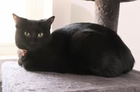 Button * IN FOSTER * - Photo 2