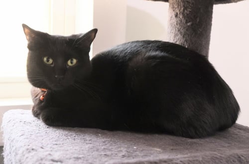 BUTTON * IN FOSTER * - Domestic Short Hair available for adoption
