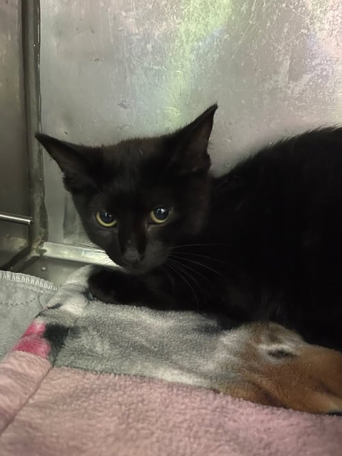 BUTTON * IN FOSTER * - Domestic Short Hair available for adoption
