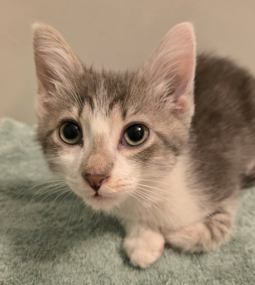 BALZARY - Domestic Medium Hair available for adoption