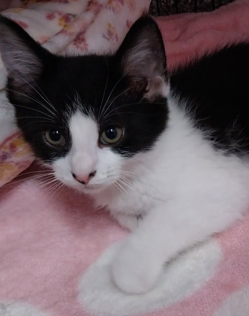 BRAVEHEART * IN FOSTER *