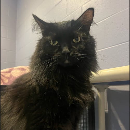 STASIA - Domestic Long Hair available for adoption