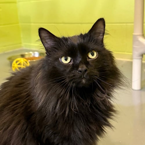 STASIA - Domestic Long Hair available for adoption