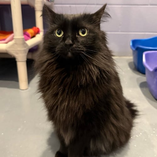 STASIA - Domestic Long Hair available for adoption