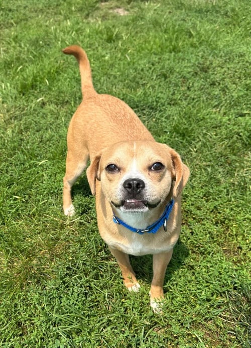 GORDO - Pug / Beagle for adoption in South Bend