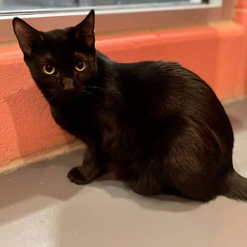 INDIGO - Domestic Short Hair available for adoption