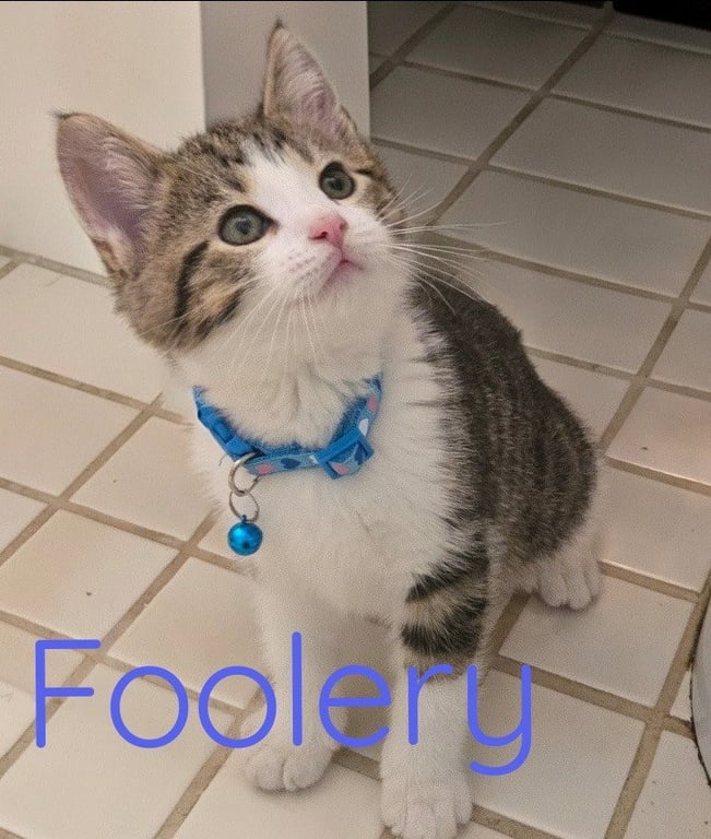 Foolery *IN FOSTER* Image