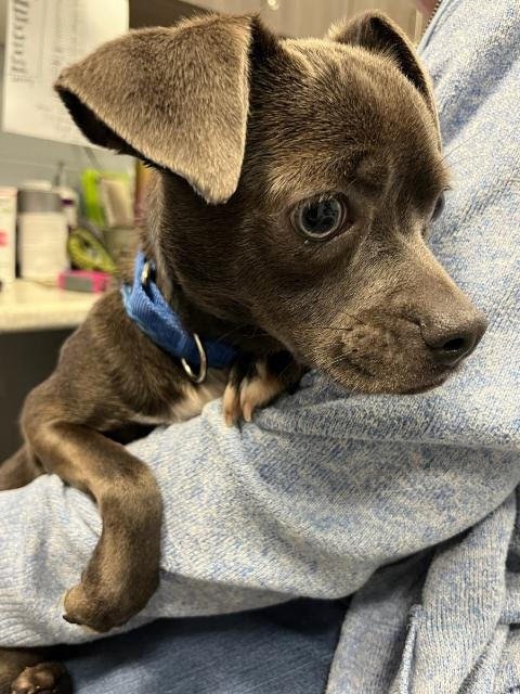 LEONARD - IN A FOSTER HOME! - Chihuahua / Pug available for adoption