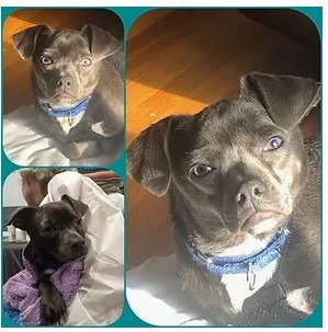 LEONARD - IN A FOSTER HOME! - Chihuahua / Pug available for adoption