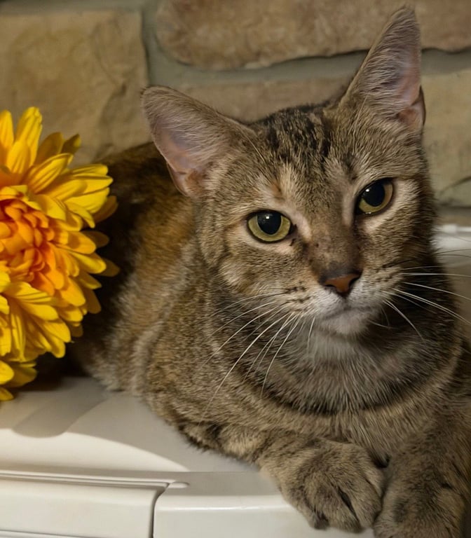 Cammy *IN FOSTER* Image