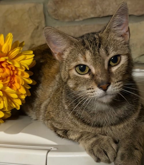 CAMMY *IN FOSTER* - Domestic Short Hair for adoption in South Bend