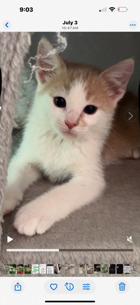 POTATO SALAD * IN FOSTER * - Domestic Short Hair available for adoption