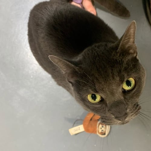KAYLA - Domestic Short Hair available for adoption