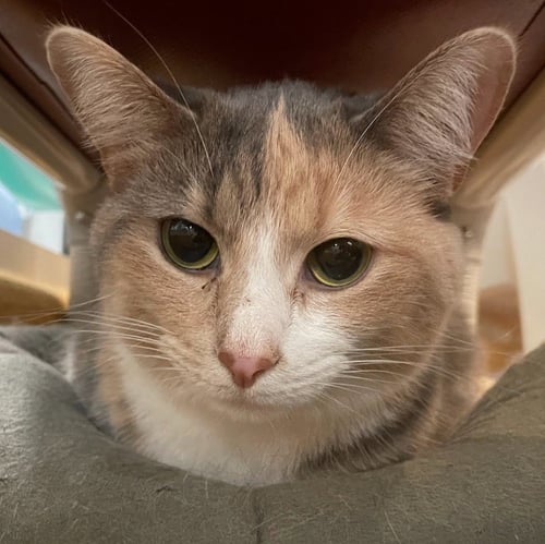 WINTER - Domestic Short Hair available for adoption