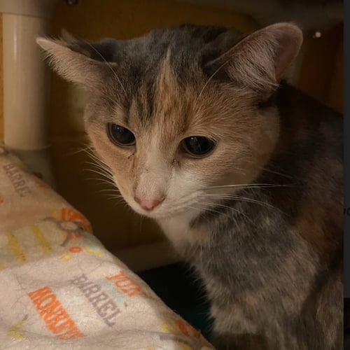 WINTER - Domestic Short Hair available for adoption