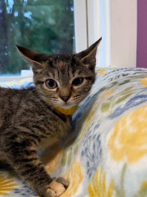Abigail * IN FOSTER * Image