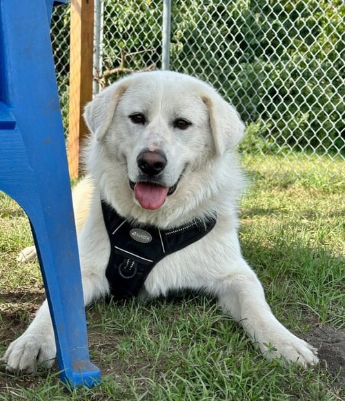 CLARK - Great Pyrenees / Terrier available for adoption