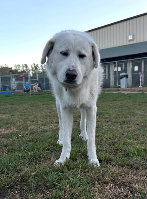 CLARK - Great Pyrenees / Terrier available for adoption