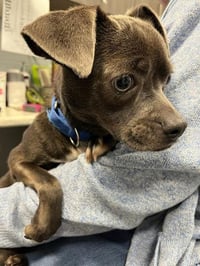 Leonard - In a Foster Home! - Photo 1