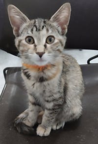 Hadley *IN FOSTER* - Photo 2