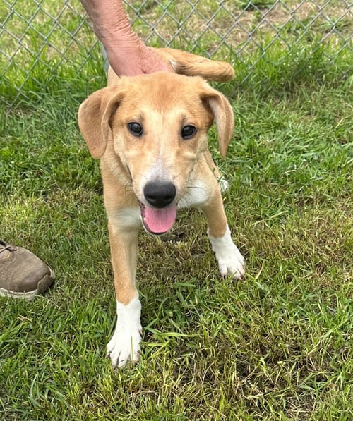 ELSA - Collie / Hound available for adoption