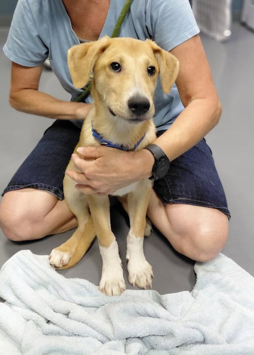 ELSA - Collie / Hound available for adoption