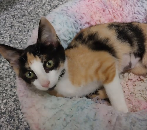 FAIRY * IN FOSTER *