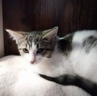 Elegant * IN FOSTER * - Photo 2