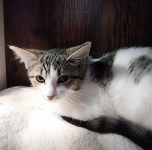 ELEGANT * IN FOSTER * - Domestic Short Hair available for adoption
