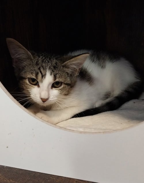 ELEGANT * IN FOSTER * - Domestic Short Hair available for adoption