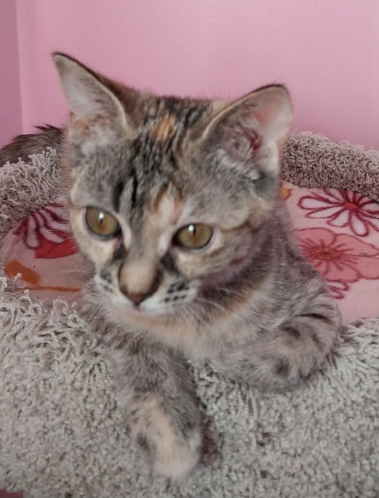 CRIMSON BLAZE *IN FOSTER* - Domestic Medium Hair for adoption in South Bend