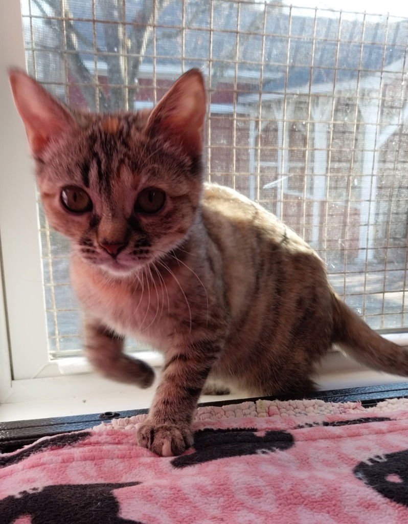 Crimson Blaze *IN FOSTER* - Photo 2