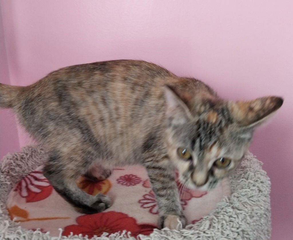 Crimson Blaze *IN FOSTER* - Photo 3