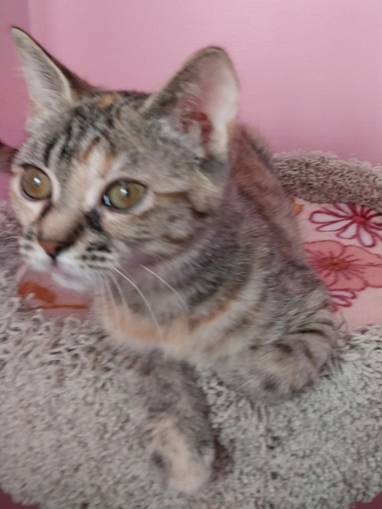 Crimson Blaze *IN FOSTER* - Photo 4