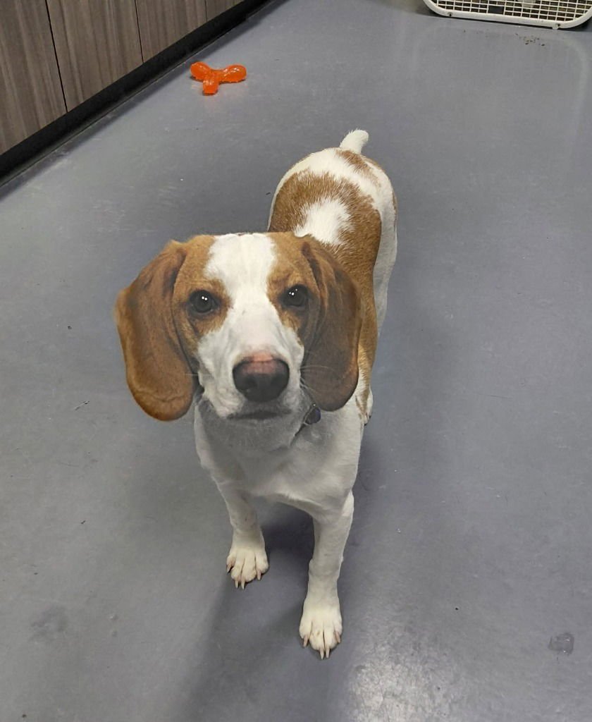 JACE - Beagle / Terrier for adoption in South Bend