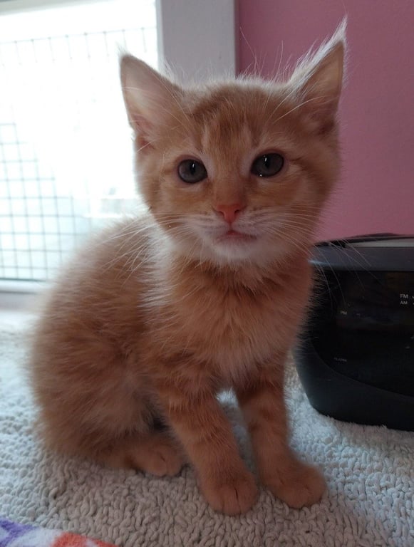 Temu * IN FOSTER * Image