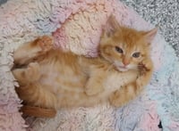 Temu * IN FOSTER * - Photo 2