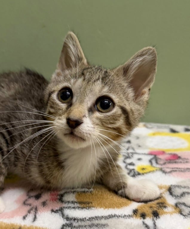Dean * IN FOSTER * Image