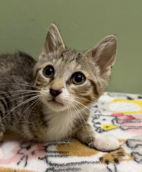 DEAN * IN FOSTER * - Domestic Short Hair available for adoption