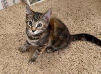 Margo *IN FOSTER* - Photo 1