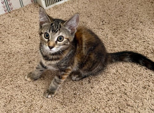 MARGO *IN FOSTER* - Domestic Short Hair available for adoption