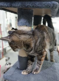 Margo *IN FOSTER* - Photo 2