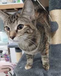 Margo *IN FOSTER* - Photo 4