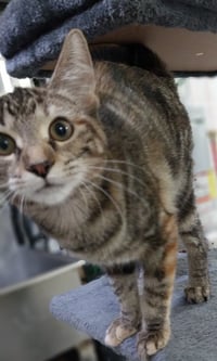 Margo *IN FOSTER* - Photo 3